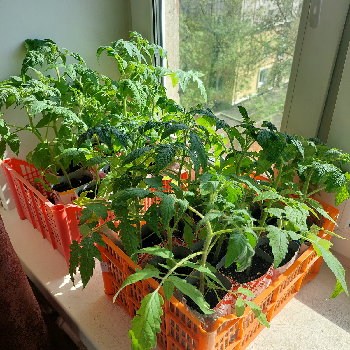 Рассада ждёт своих героев)