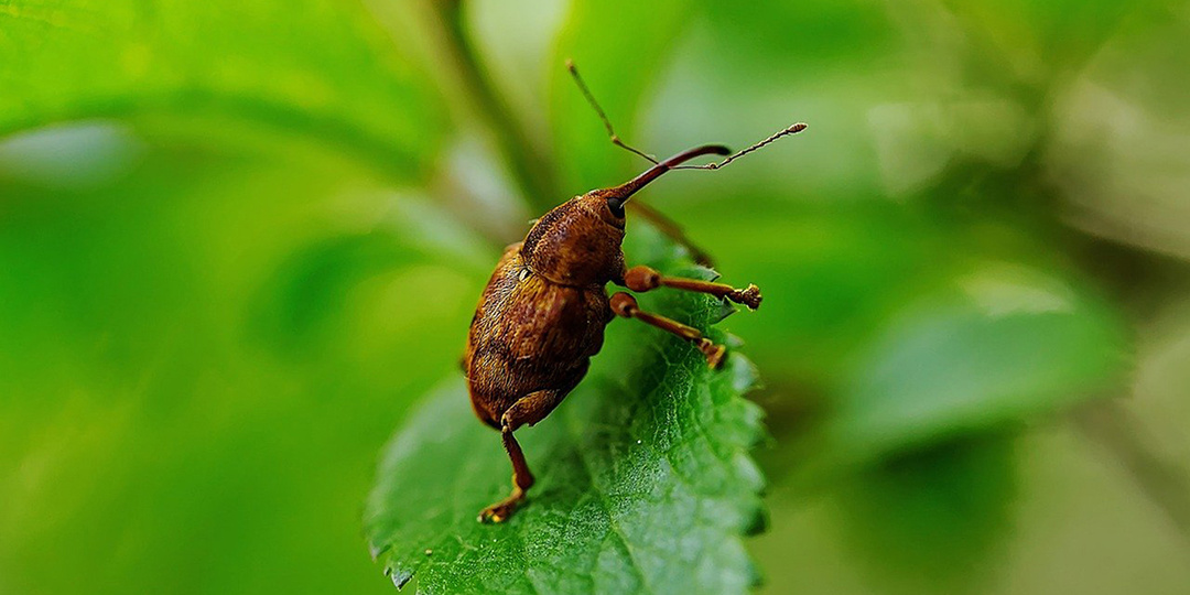 Долгоносик оставит без урожая клубники и малины, если не сделать это в апреле и мае. Вот что надо сделать для спасения ягод.