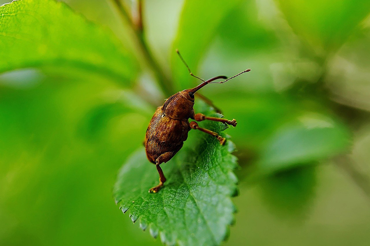Эта зараза очень прожорливая и оставит вас без урожая клубники и малины.