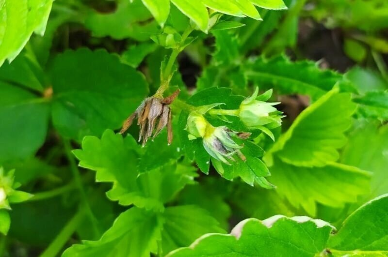 Типичные признаки повреждения бутонов долгоносиком.