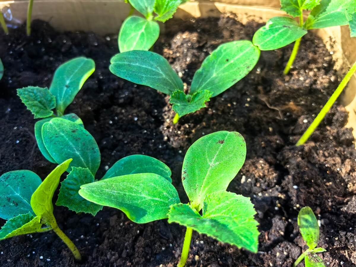 Переросшая рассада. Фото Натальи Мироновой 