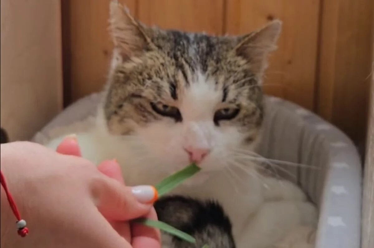    Кошка Муся на новом месте чувствует себя хорошо.