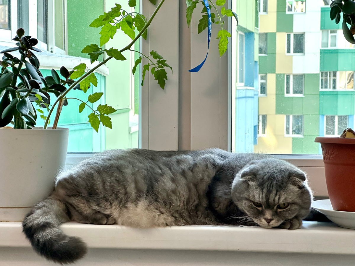 Кот Тимоша отдыхает в воскресенье и не только.