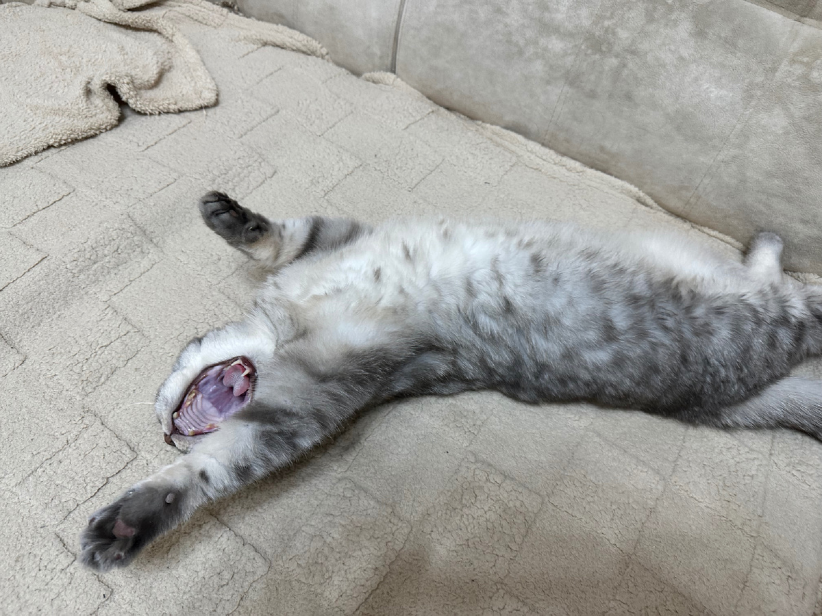 Кот зевает, устал.