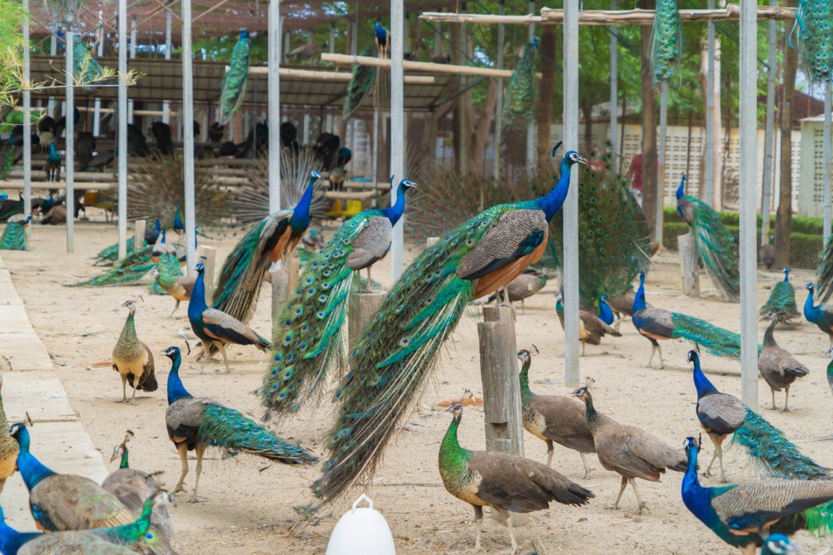 Павлины откликаются на клички, привязываются к хозяевам, а иногда, как собаки, демонстрируют чудеса преданности и разумности