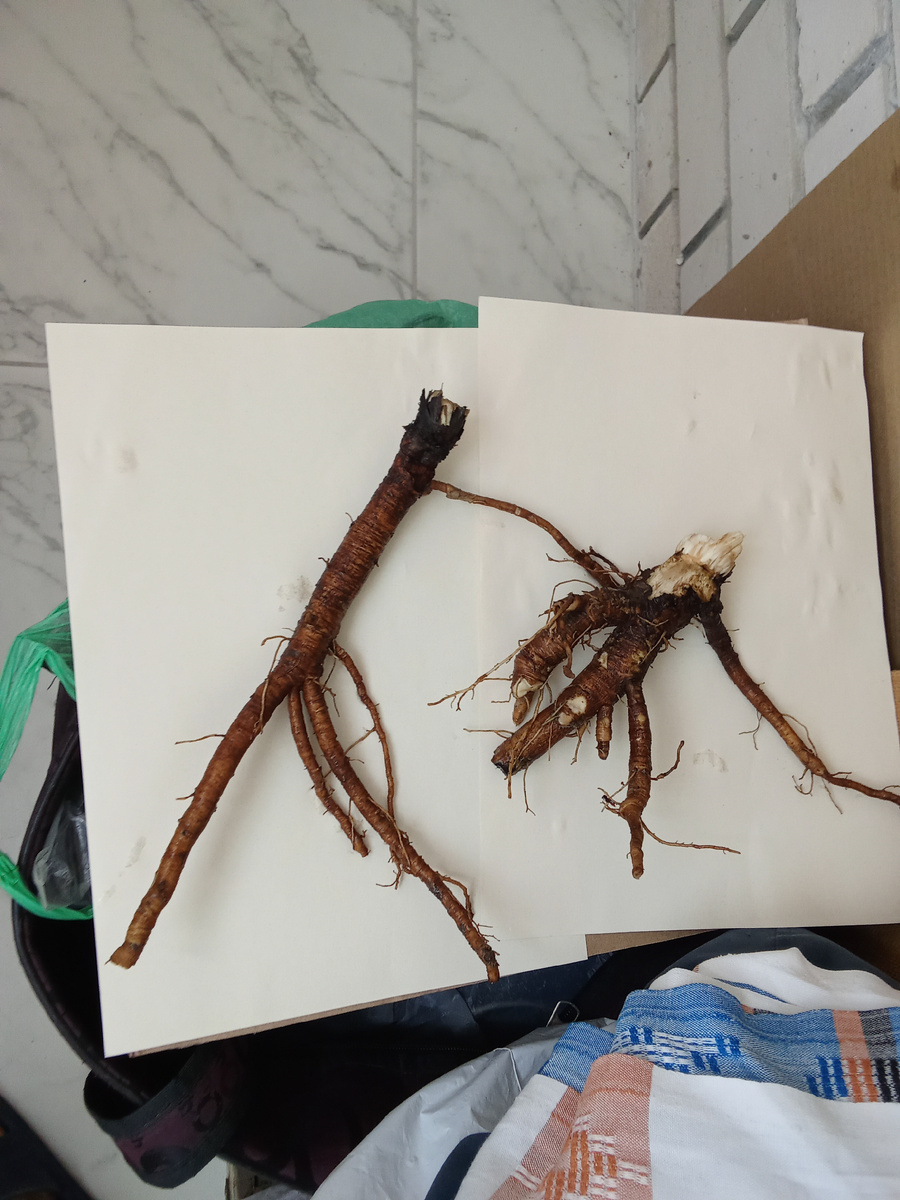 Корень лопуха (репейник)