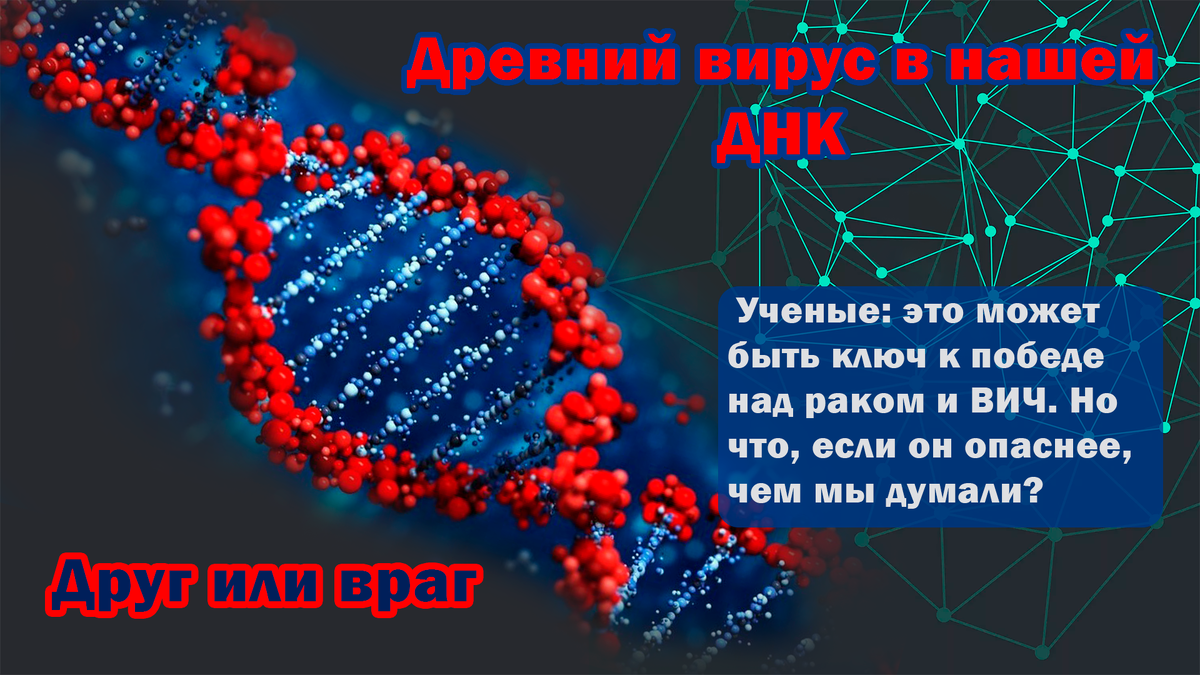 Эндогенные ретровирусы (ЭРВ) — это остатки древних ретровирусов, встроенные в ДНК организма и передающиеся по наследству. Они составляют до 8% человеческого генома и могут влиять на эволюцию, иммунитет и развитие болезней.