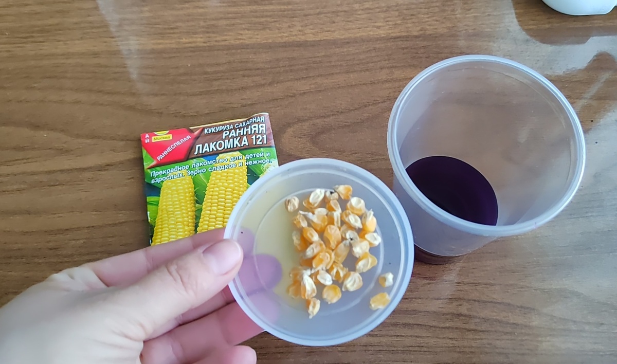 Обеззараживание семян в марганцовке