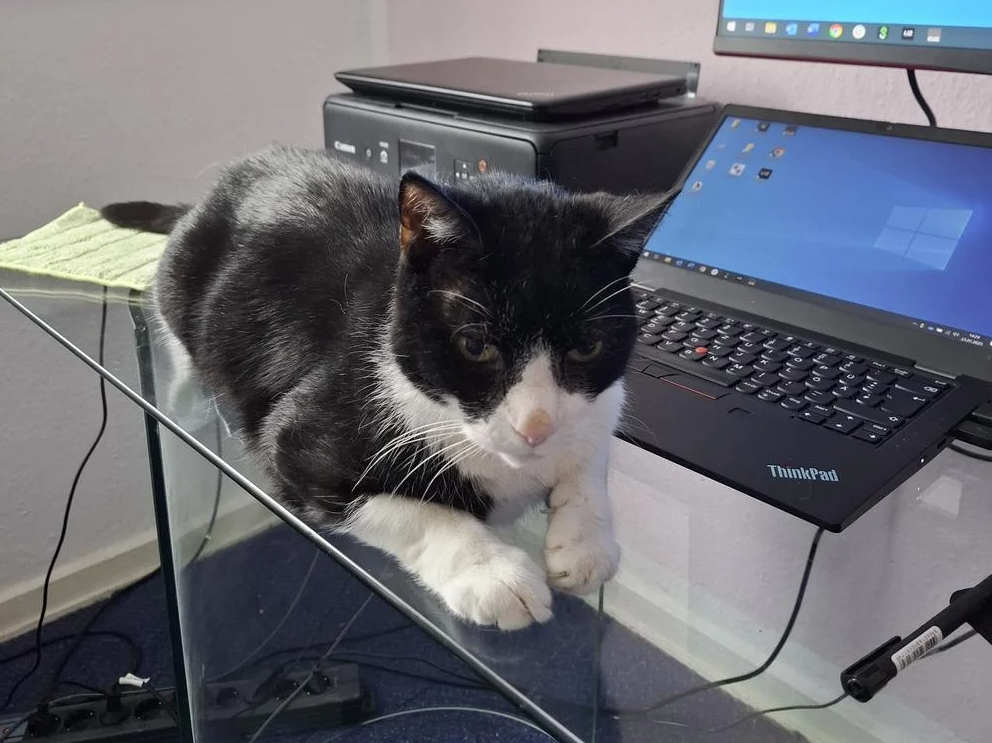 Надоедливый сотрудник: работа на дому с Эмилем утомительна © Хайке Яхберг