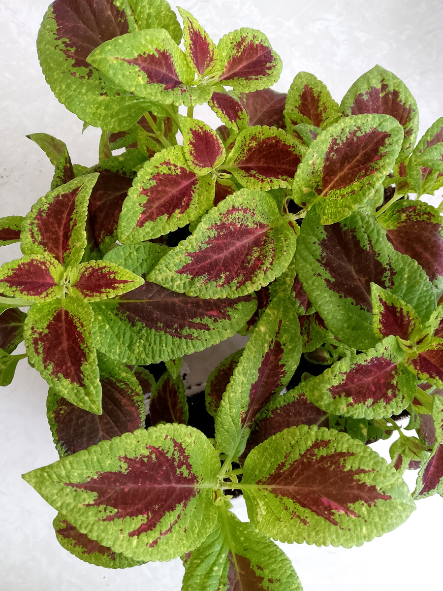 Мои колеусы