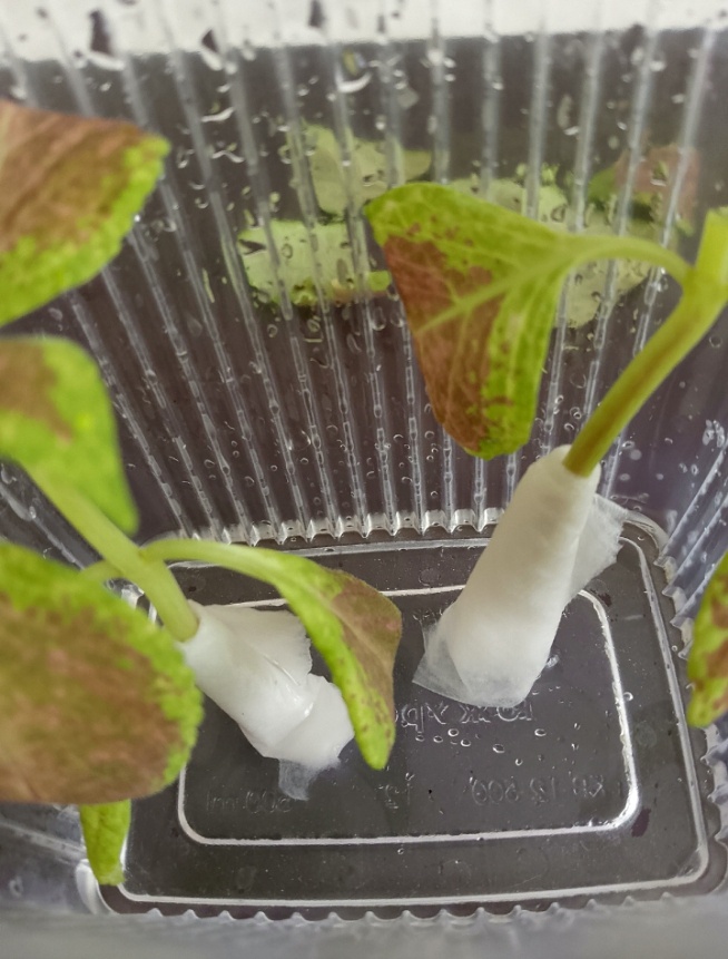 Вот таким способом укоренились черенки.. В статье ниже 👇описан способ  