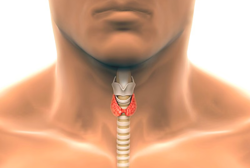 Набор веса, запоры и постоянная усталость – рассказываем, что такое гипотиреоз у мужчины и как часто он бывает
