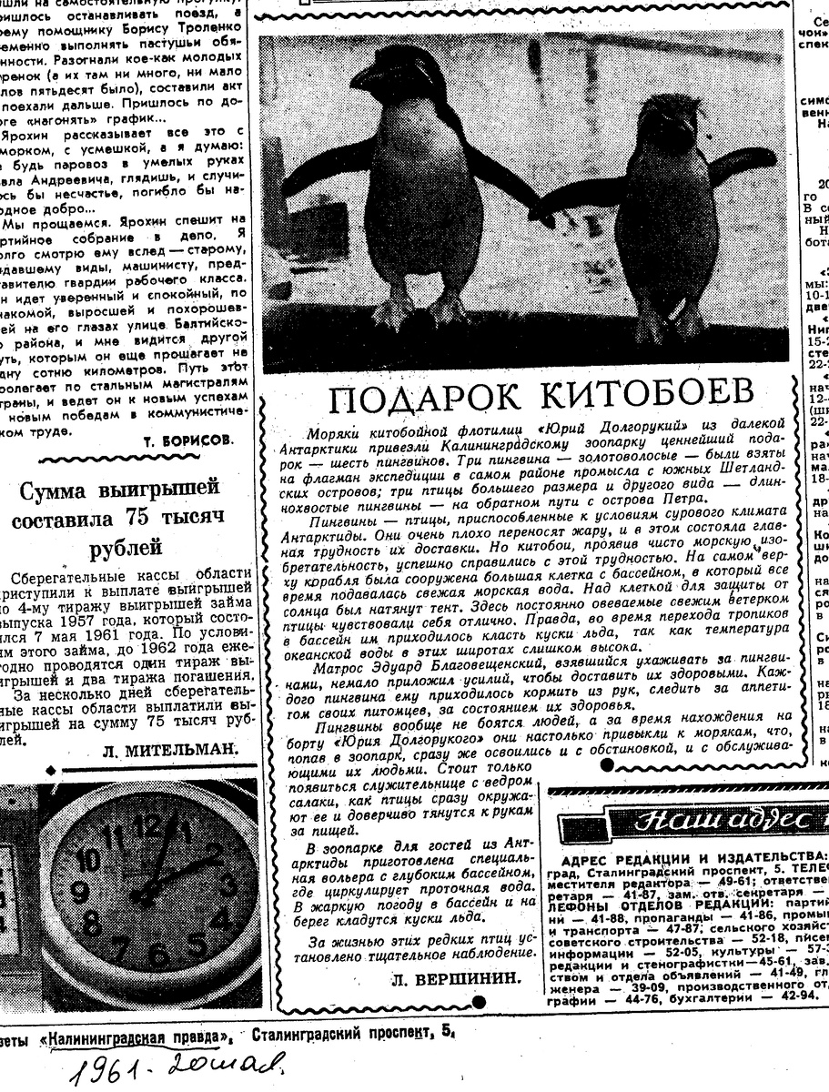 Статья «Подарок китобоев», газета «Калининградская правда» от 20 мая 1961 года.