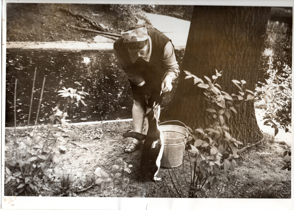 Кормление хохлатого пингвина, фото около 1975 года года, авт. Мирошник Е. / архив Калининградского зоопарка.