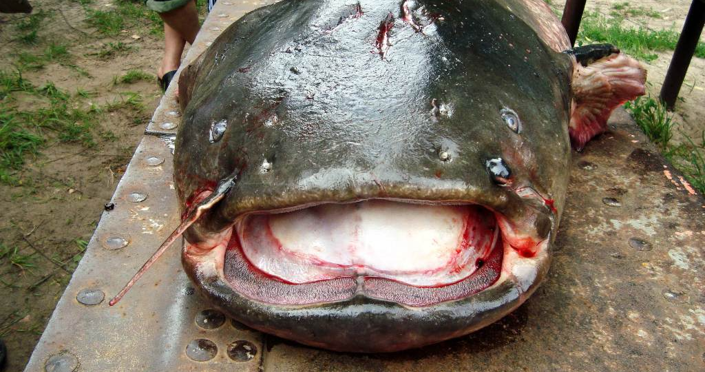 Сомы-людоеды: факты из криминальной хроники СССР