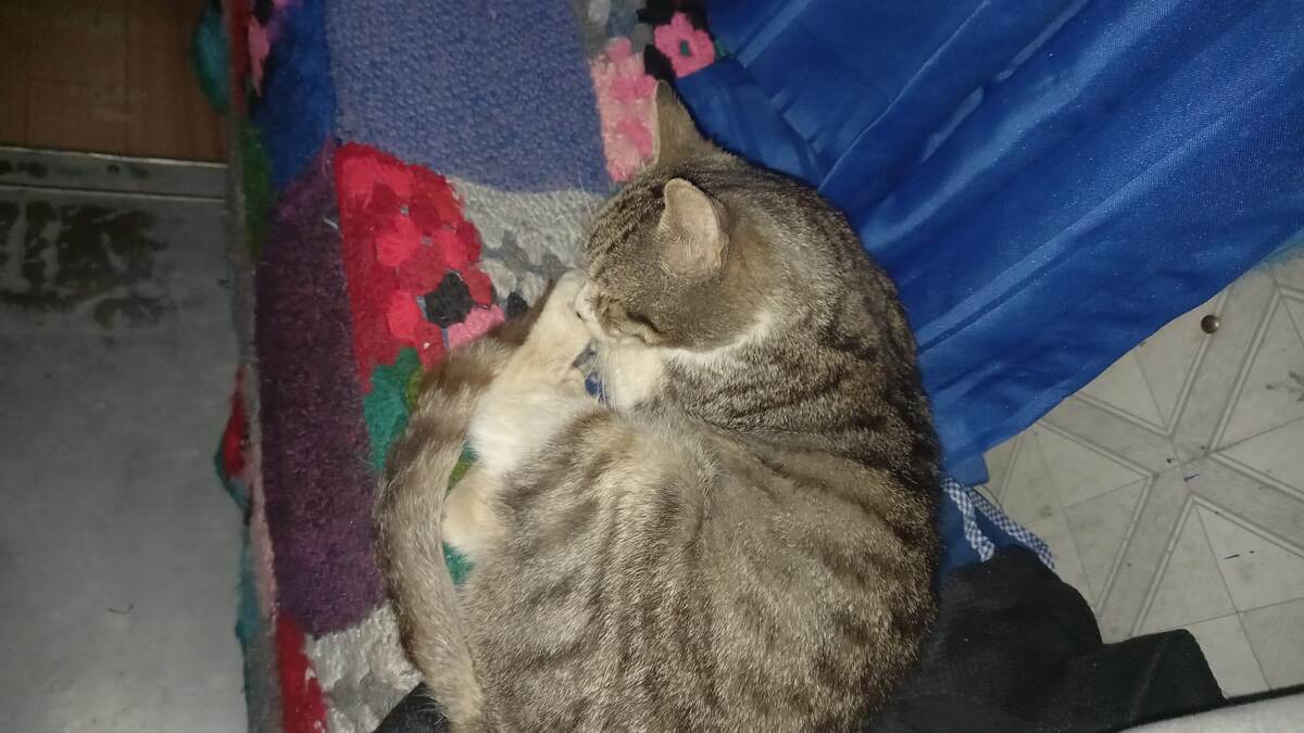 Кот Капучино