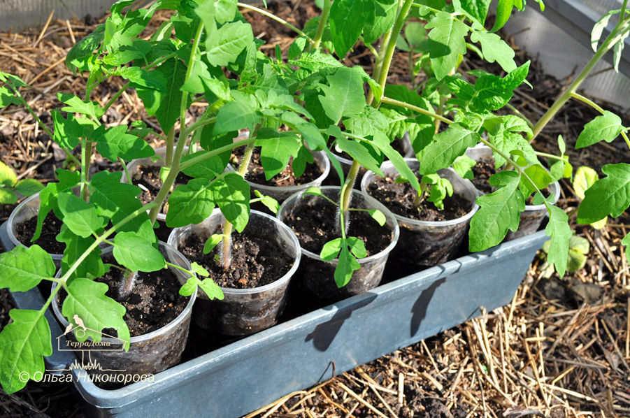 Ящик с рассадой стоит в парнике. На ночь парник закрываю. Днем стоит открытый.