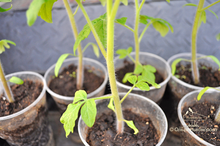 Поливаю грунт теплой водой из дома. 