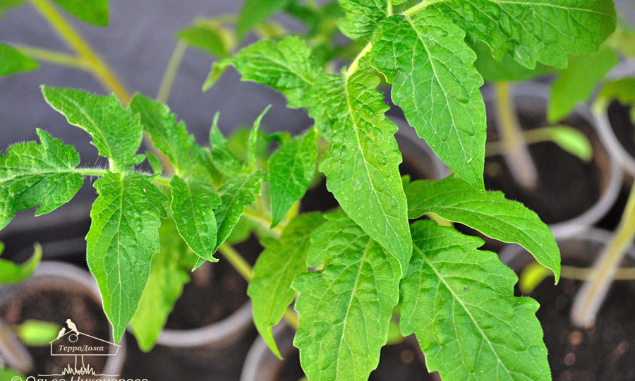 Закаливание рассады томатов перед высадкой в грунт - пошагово!