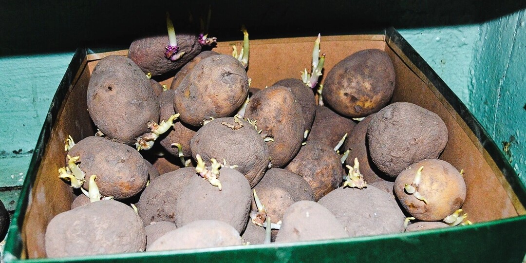 Когда сажать картофель в мае 2025: лучшие дни по лунному календарю и рекомендации