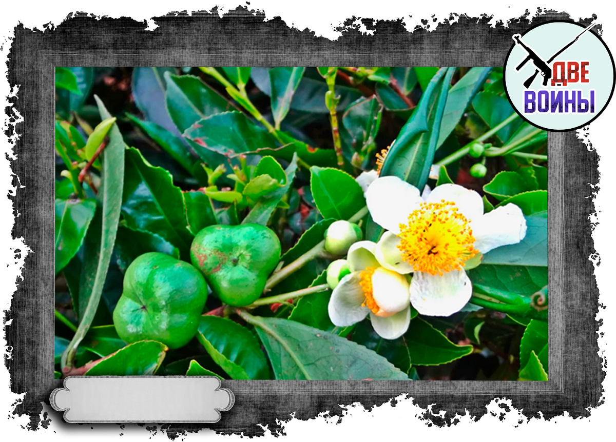 Так цветет Camellia sinensis. Фото в свободном доступе.