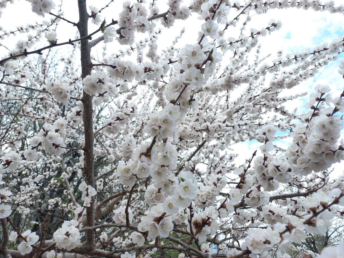 Фото автора.