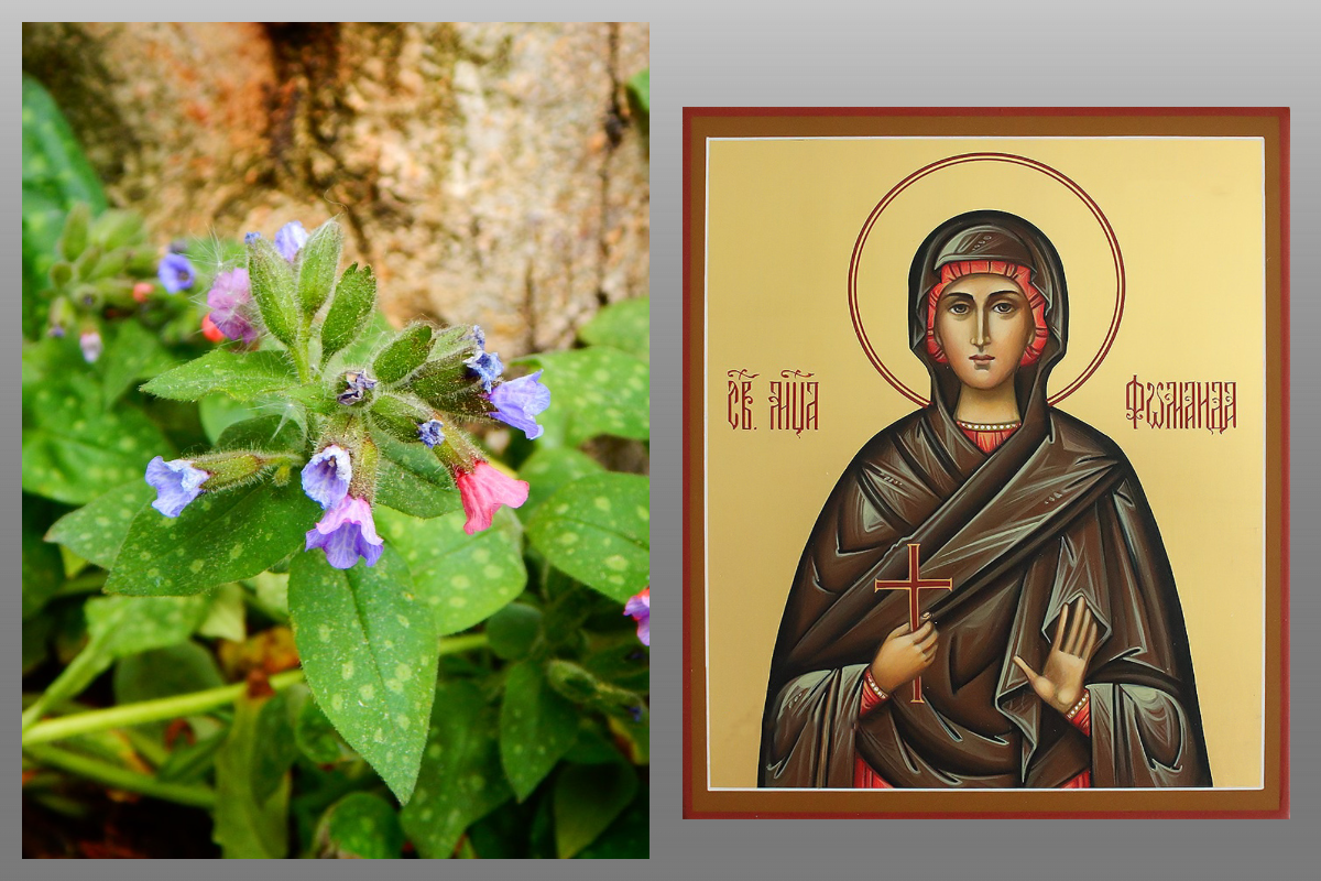 Икона Фомаиды Александрийской/azbuka.ru, медуница/pixabay.com