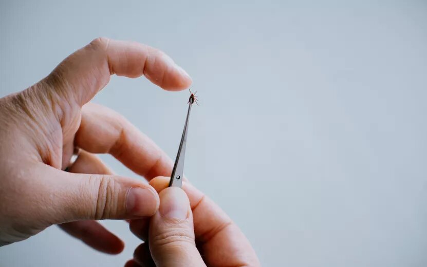    Почти 300 жителей Удмуртии пострадали от клещей за неделю