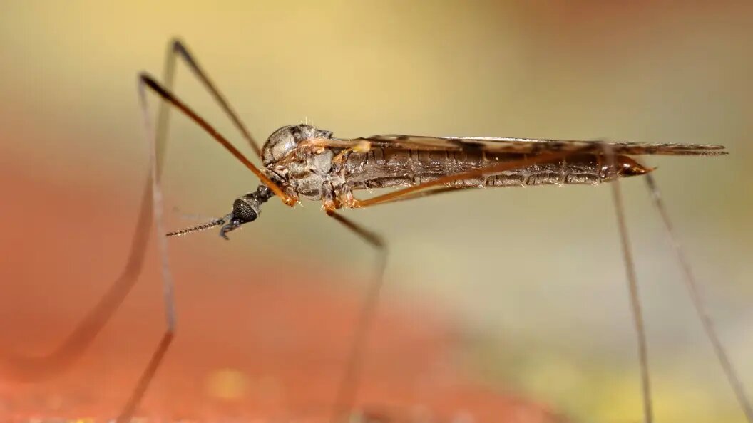    A. Rose/blickwinkel/Globallookpress