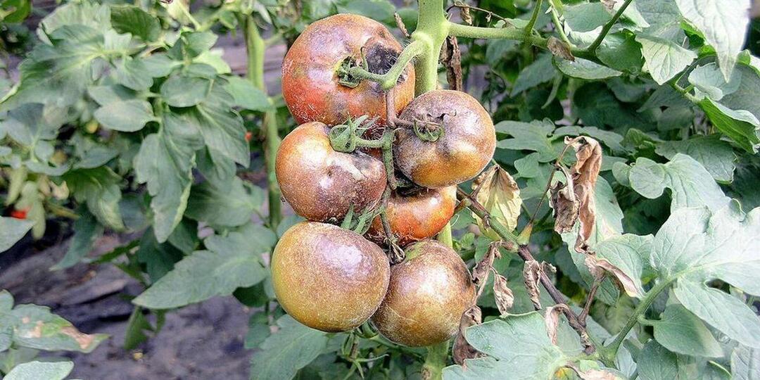 Обработка теплицы от кладоспориоза весной: поможет уже в этом сезоне