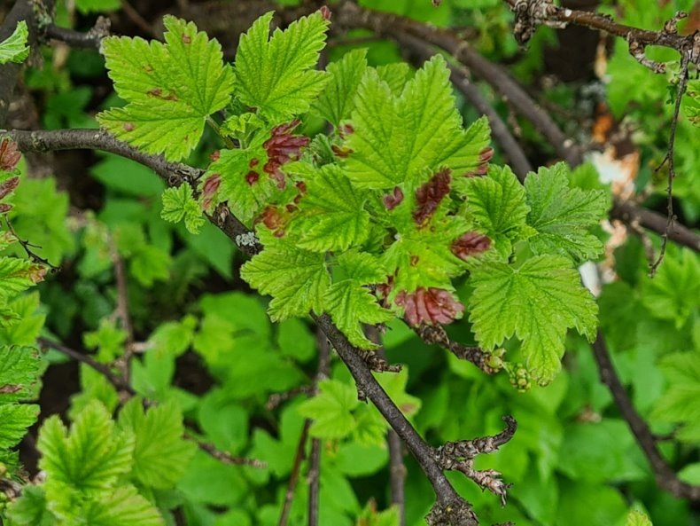 красные пятна на смородине. фото из архива.
