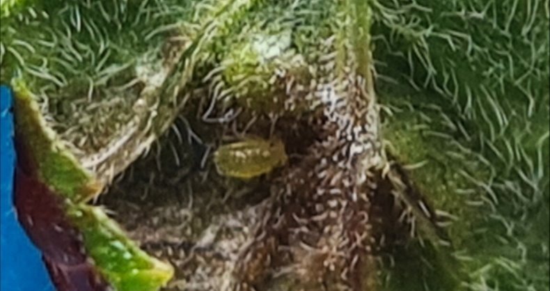 вот она причина красных пятен на листьях.