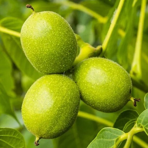 Грецкий орех