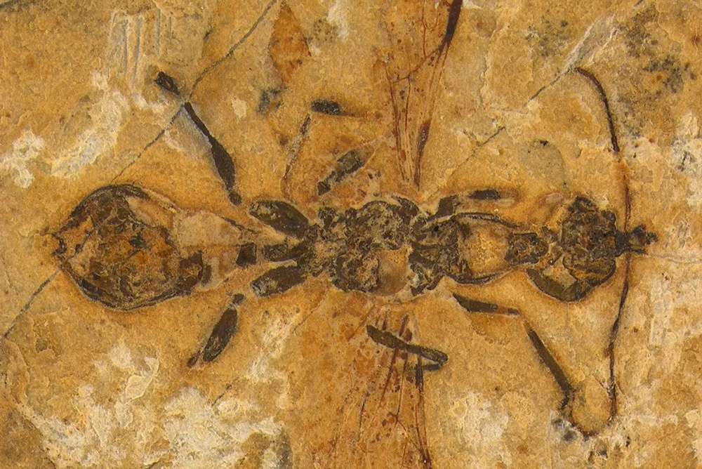     Фото: Anderson Lepeco