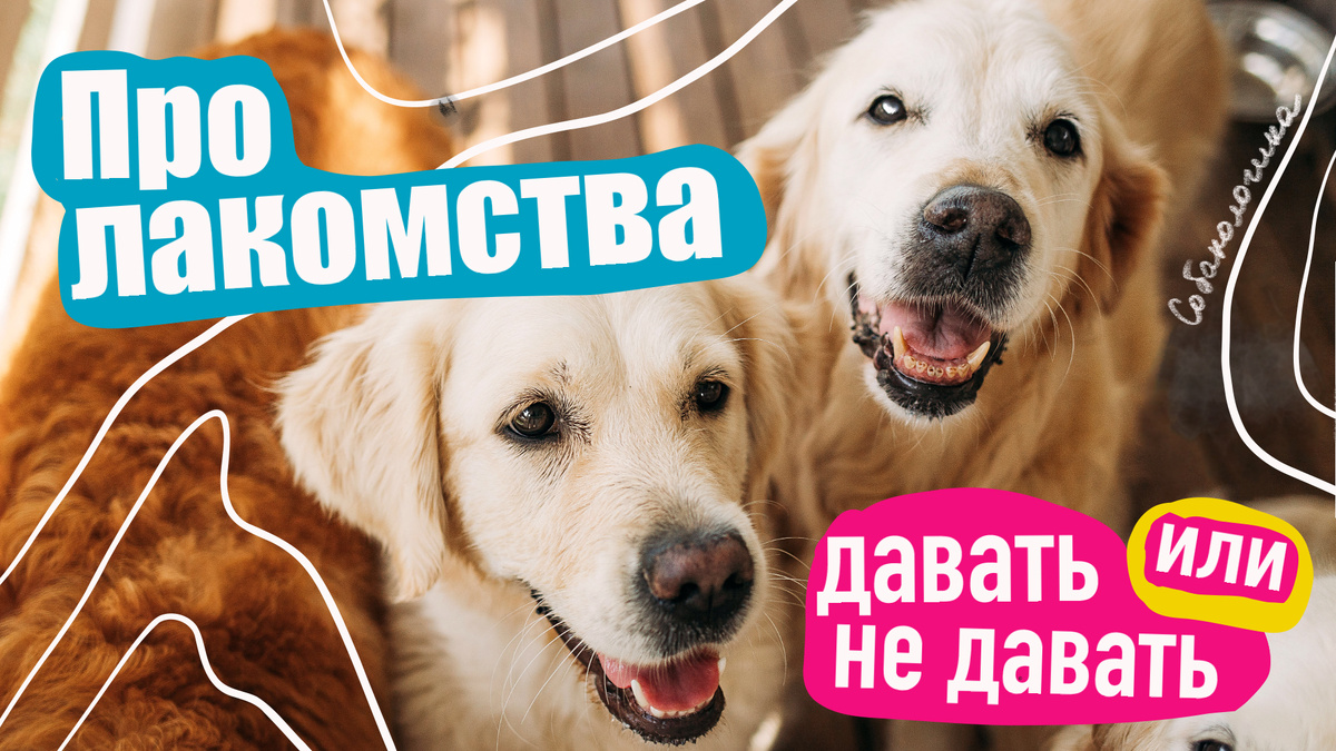 Давать ли лакомство собаке каждый раз?