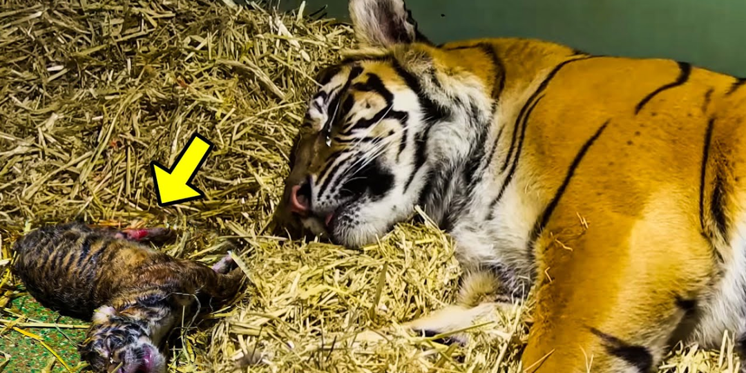 Тигрица родила "мертвого" детеныша, но тут сработали материнские инстинкты, и вот, что произошло
