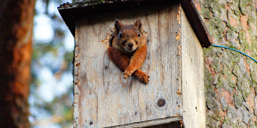 Приручили на свою голову: повесили скворечник, а в нём поселилась белка