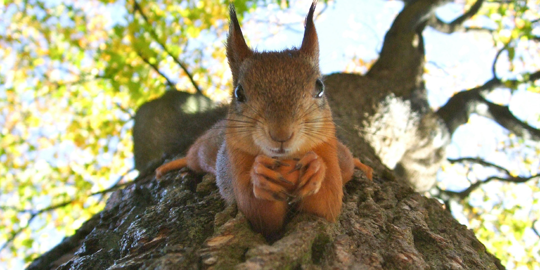Приручили на свою голову: повесили скворечник, а в нём поселилась белка