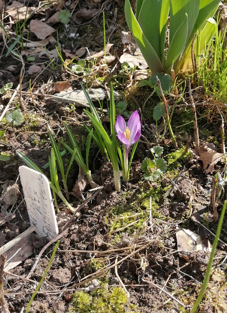 крокус ботанический