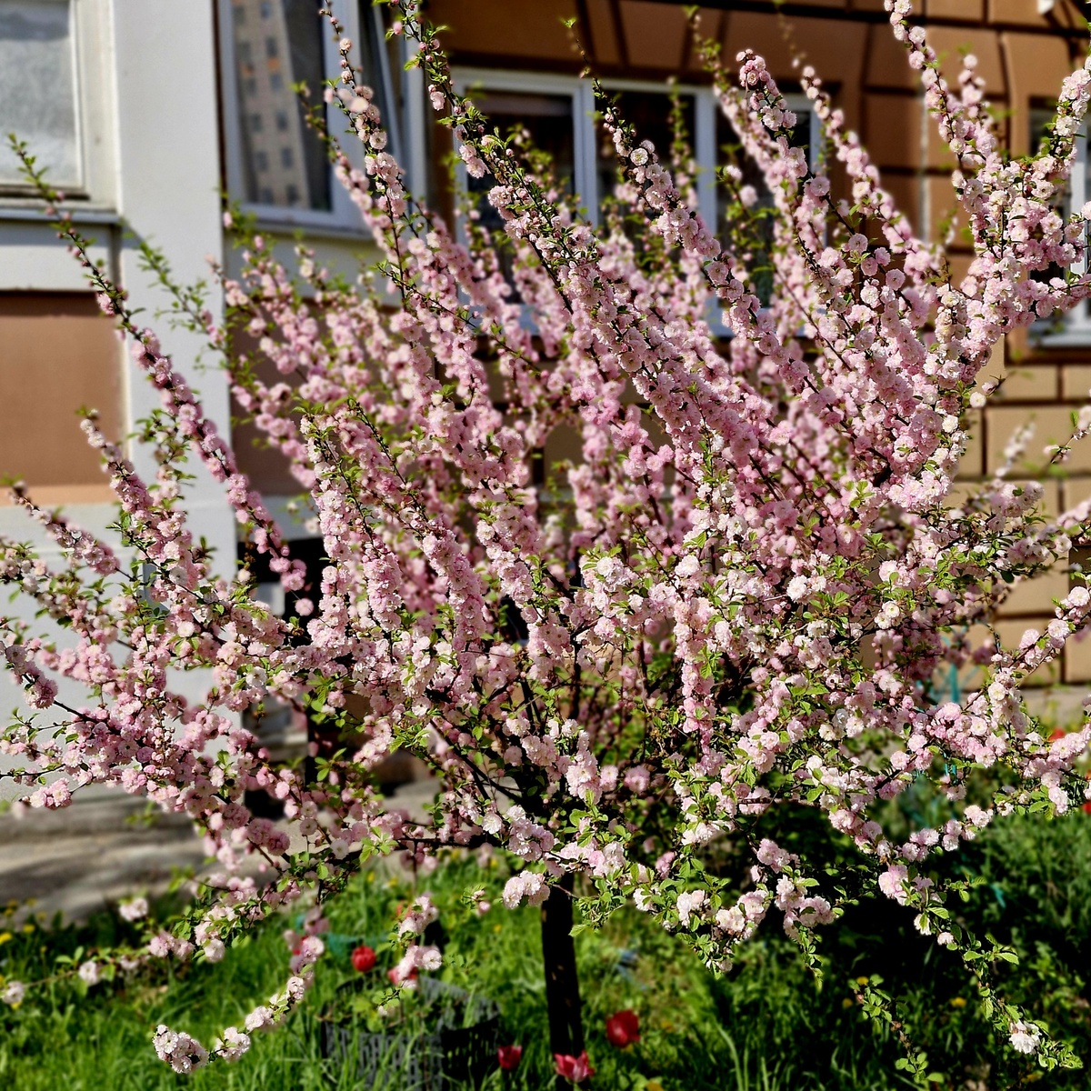 Сегодня во дворе под нашими окнами. Цветущий миндаль. Но здесь его зовут сакурой за характерный цвет лепестков 