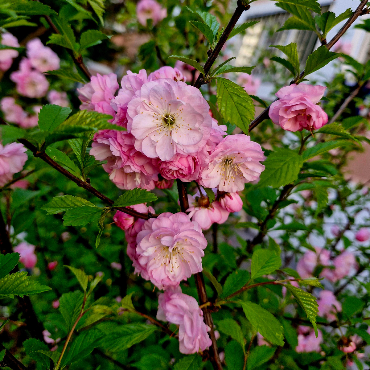 В нашем дворе