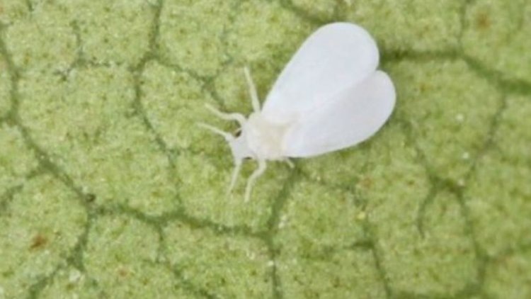    Как вывести белокрылок в комнатных цветах и теплицах