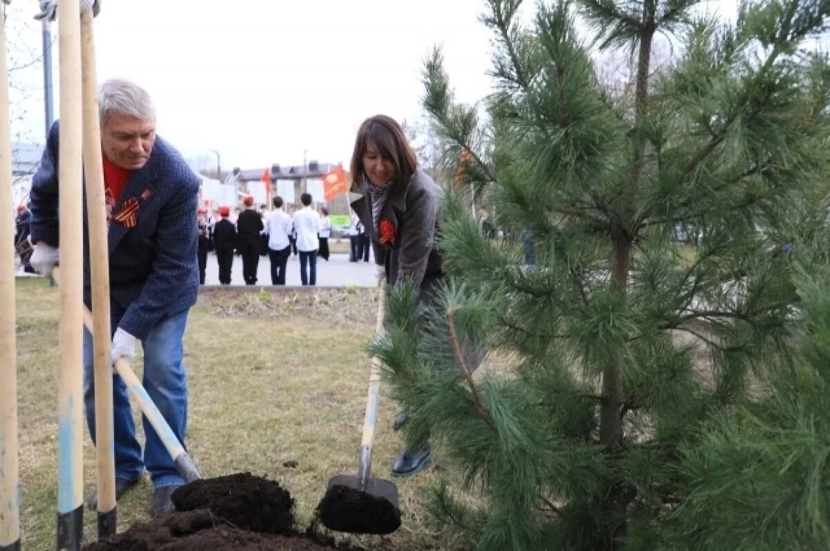    В Тюмени высадили кедр в честь встречи советских и союзных войск на Эльбе