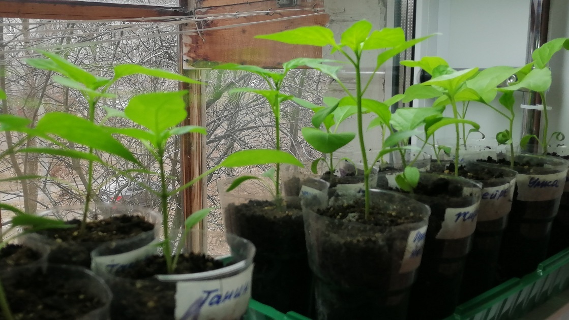 Моя рассада перца