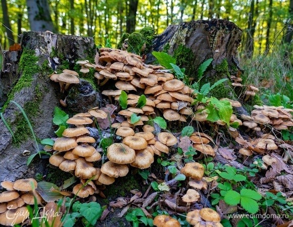 Опенок летний — где растет и как лучше готовить