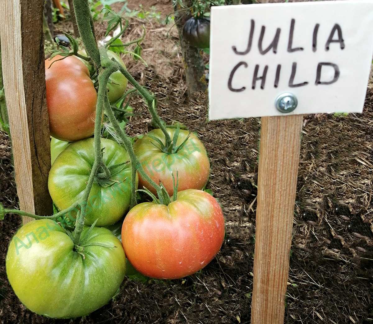 Джулия Чайлд (Julia child)