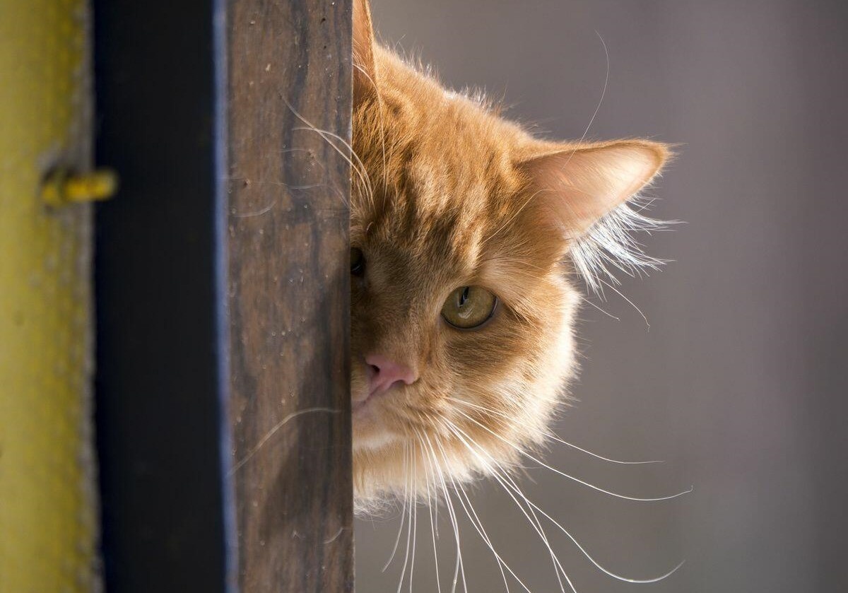 Фото из сети. И вот так тоже ))