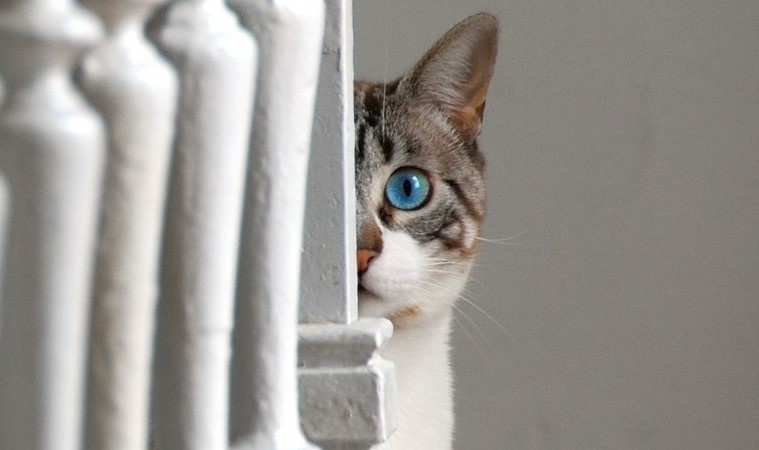 Фото из сети. Вот так за мной и следят ))