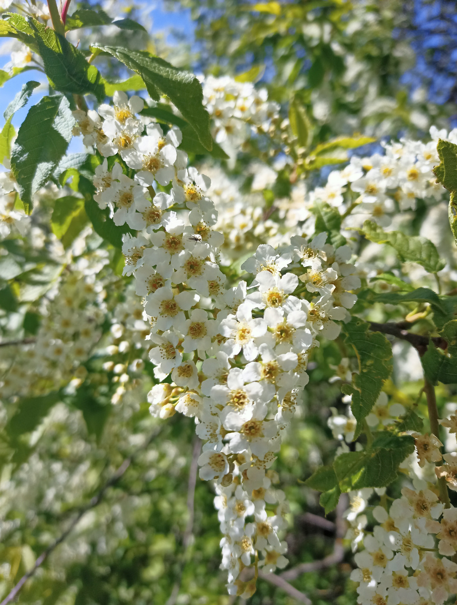 Krugozor / Черёмуха