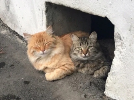 Женщина ходила и топтала ногами еду для кошек, которую животным положили соседи